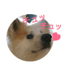 AKITA DOG MOKO in autumn（個別スタンプ：16）