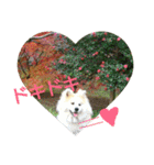 AKITA DOG MOKO in autumn（個別スタンプ：17）