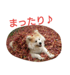 AKITA DOG MOKO in autumn（個別スタンプ：18）