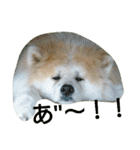 AKITA DOG MOKO in autumn（個別スタンプ：33）