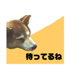 愛犬ココスタンプ（個別スタンプ：1）