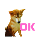 愛犬ココスタンプ（個別スタンプ：3）