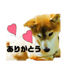 愛犬ココスタンプ（個別スタンプ：5）