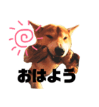 愛犬ココスタンプ（個別スタンプ：8）