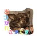 秋男＆momonaのスタンプ（個別スタンプ：2）