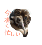 秋男＆momonaのスタンプ（個別スタンプ：6）