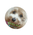 マーシーのスタンプ（個別スタンプ：8）
