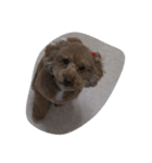 GODIVA（個別スタンプ：4）