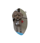GODIVA（個別スタンプ：8）