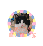 猫まみれ一言ニャン（個別スタンプ：1）