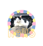 猫まみれ一言ニャン（個別スタンプ：2）