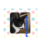 猫まみれ一言ニャン（個別スタンプ：4）