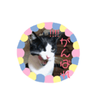猫まみれ一言ニャン（個別スタンプ：5）