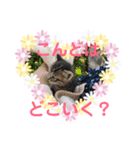 猫まみれ一言ニャン（個別スタンプ：6）