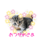 猫まみれ一言ニャン（個別スタンプ：8）