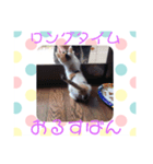猫まみれ色々タイム（個別スタンプ：4）