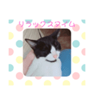 猫まみれ色々タイム（個別スタンプ：5）
