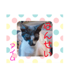 猫まみれ色々タイム（個別スタンプ：6）