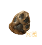ダックス 虎太郎（個別スタンプ：1）