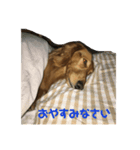 ダックス 虎太郎（個別スタンプ：4）