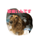 ダックス 虎太郎（個別スタンプ：6）