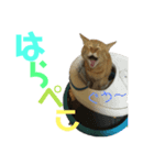 にゃんしーの仲間たち 背景透過ver.（個別スタンプ：1）