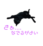 にゃんしーの仲間たち 背景透過ver.（個別スタンプ：5）