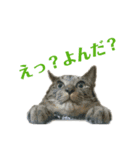 にゃんしーの仲間たち 背景透過ver.（個別スタンプ：7）