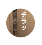 わたしのすたんぷ ft（個別スタンプ：3）