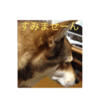 momoco de wan 2（個別スタンプ：1）