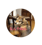 momoco de wan 2（個別スタンプ：2）