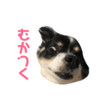 ロコの気持ち（個別スタンプ：3）