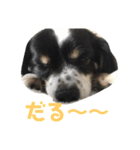 ロコの気持ち（個別スタンプ：4）