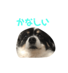 ロコの気持ち（個別スタンプ：5）