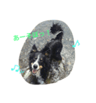 りあんと一緒  Border Collie！（個別スタンプ：1）