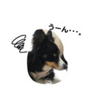 りあんと一緒  Border Collie！（個別スタンプ：2）