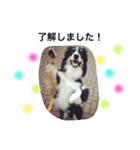 りあんと一緒  Border Collie！（個別スタンプ：3）