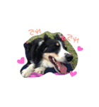 りあんと一緒  Border Collie！（個別スタンプ：4）