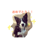 りあんと一緒  Border Collie！（個別スタンプ：5）