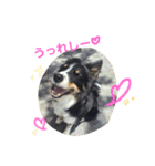 りあんと一緒  Border Collie！（個別スタンプ：7）