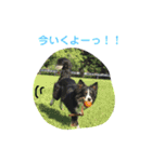 りあんと一緒  Border Collie！（個別スタンプ：8）