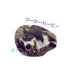 りあんと一緒  Border Collie！（個別スタンプ：9）