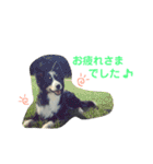 りあんと一緒  Border Collie！（個別スタンプ：10）