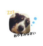 りあんと一緒  Border Collie！（個別スタンプ：11）