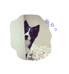 りあんと一緒  Border Collie！（個別スタンプ：12）