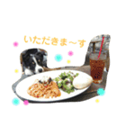 りあんと一緒  Border Collie！（個別スタンプ：14）