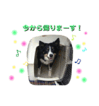 りあんと一緒  Border Collie！（個別スタンプ：16）