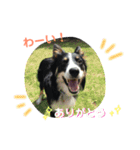 りあんと一緒  Border Collie！（個別スタンプ：17）