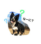 りあんと一緒  Border Collie！（個別スタンプ：18）