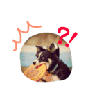 りあんと一緒  Border Collie！（個別スタンプ：20）